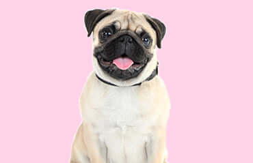 TAILSOFHOME guide to easy ways to teach your dog fun tricks