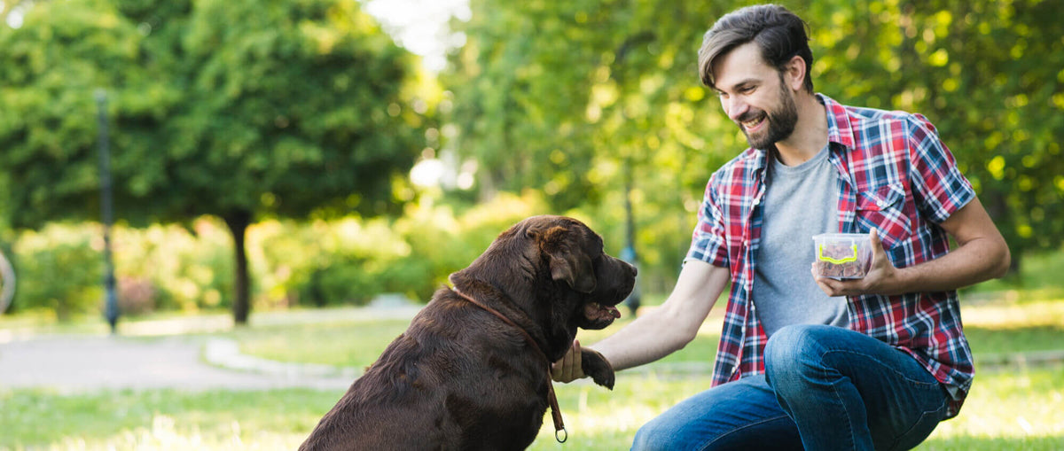 TAILSOFHOME guide with healthy and happy pet care tips for cats and dogs