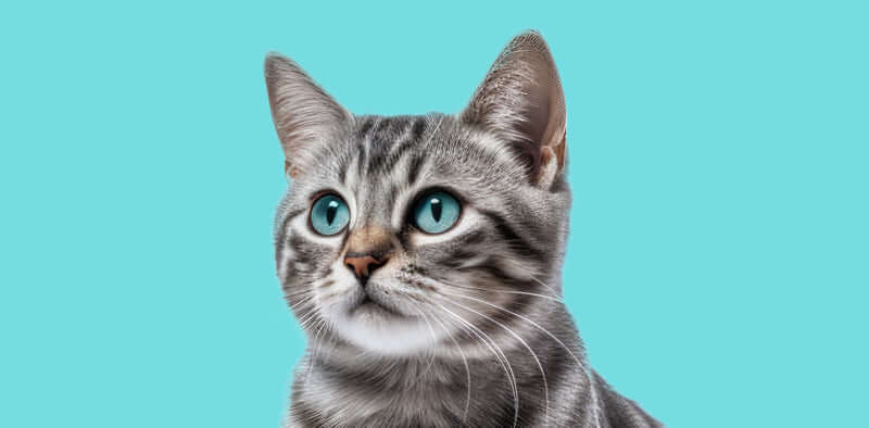 TAILSOFHOME Guide to Keeping Pets Healthy & Happy