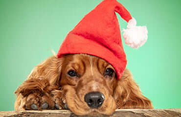 TAILSOFHOME guide to 8 must-have pet products for cats and dogs