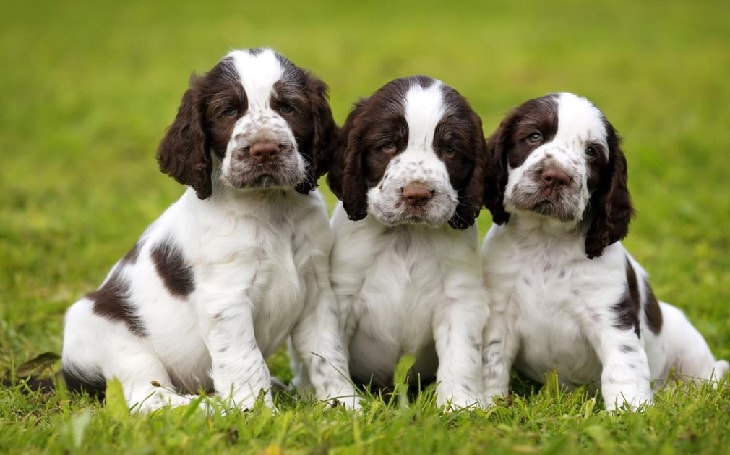 Dog Essentials
